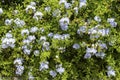 Beautiful bush Plumbago auriculata with blue flowers close-up Royalty Free Stock Photo