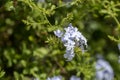 Beautiful bush Plumbago auriculata with blue flowers close-up Royalty Free Stock Photo