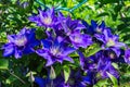 Beautiful bush purple Clematis blooming in summer garden, close up. Flowers on a background of green leaves and a fence Royalty Free Stock Photo
