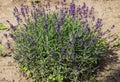 Beautiful bush of purple lavender in the middle of summer Royalty Free Stock Photo