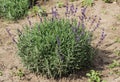 Beautiful bush of purple lavender in the middle of summer Royalty Free Stock Photo