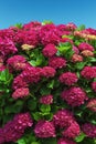 Beautiful bush of red flowers of hydrangea against blue sky on sunny summer day Royalty Free Stock Photo