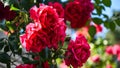 Beautiful bush of red roses in the garden. Red roses in the garden in full bloom. Floral background Royalty Free Stock Photo