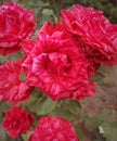 Beautiful bush of red roses in the home yard Royalty Free Stock Photo