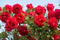 Beautiful bush of red roses in a spring garden. Red rose on sky background Royalty Free Stock Photo