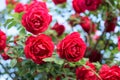 Beautiful bush of red roses in a spring garden. Red rose on sky background Royalty Free Stock Photo