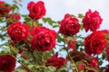 Beautiful bush of red roses in a spring garden. Red rose on sky background Royalty Free Stock Photo