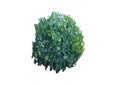 Bush, shrub isolated on white background Royalty Free Stock Photo