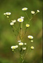 Beautiful bush of a small field chamomile Royalty Free Stock Photo