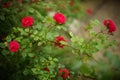 Beautiful bush of vivid pink roses flowers in the garden Royalty Free Stock Photo