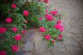 Beautiful bush wall of pink roses flowers in the garden with stone tiled floor Royalty Free Stock Photo