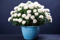 Beautiful bush of white chrysanthemums in flower pot. Autumn flowers