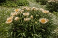 Beautiful bush of white peonies against the backdrop of green grass, daisies and dandelions Royalty Free Stock Photo