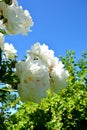 Beautiful Bush with white peony buds against the blue sky Royalty Free Stock Photo