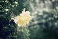 A beautiful Bush of white roses in bright light and the glare of the sun. Copy space. Retro look Royalty Free Stock Photo