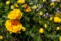 Beautiful bush of yellow roses in garden