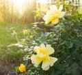 Beautiful bush of yellow roses in a spring garden. Rose garden. Royalty Free Stock Photo