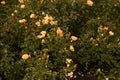 Beautiful bush of yellow roses in a spring garden. Rose garden Royalty Free Stock Photo