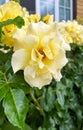 Beautiful bush of yellow roses in a summer garden. Rose garden. Royalty Free Stock Photo