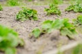 A beautiful bush of young strawberries on a special bed for strawberries. Well-kept garden of a real mistress Royalty Free Stock Photo