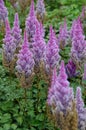 Beautiful Bushes of flowers Astilbe