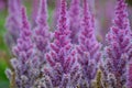 Beautiful Bushes of flowers Astilbe