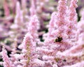 Beautiful Bushes of flowers Astilbe with a fluffy pink panicles and a bumble bee on the flower, nice background