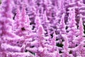 Beautiful Bushes of flowers Astilbe with a fluffy pink panicles and a bumble bee on the flower, nice background