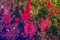 Beautiful Bushes of flowers Astilbe with a pink panicles and a bumble bee on the flower closeup