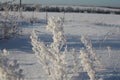 Beautiful bushes of grass in the snow in the winter sun