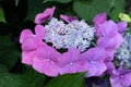 Beautiful bushes of hydrangea serrata flowers