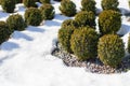 Beautiful bushes in the park