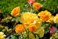 Beautiful bushes of yellow roses