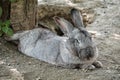 A beautiful bushy Flemish Giant rabbit lying down and resting in the shade. Male rabbit with closed eyes. Close-ip photo Royalty Free Stock Photo