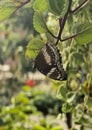 Beautiful buterfly perched on the tree bramch Royalty Free Stock Photo