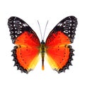 Beautiful butter, Red Lacewing over wings in natural color profile (Cethosia biblis) with super vivid orange to red and black Royalty Free Stock Photo