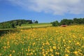 Beautiful buttercup meadow, german landscape Royalty Free Stock Photo