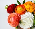 Beautiful Buttercup Ranunculus Bunch, Isolated, Red Orange Yellow Colors, White Background Royalty Free Stock Photo
