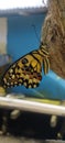 The beautiful butterflies, after coming out of the chrysalis, on my yard. are plagued in Balinese trees.