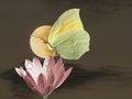 Beautiful butterflies flying isolated in color background