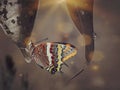 Beautiful butterflies flying isolated in color background