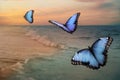 Beautiful butterflies flying over sea