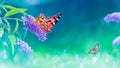 Beautiful butterflies and lilac summer flowers on a background of green foliage and grass in a fairy garden. Macro artistic image. Royalty Free Stock Photo