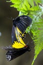 Beautiful butterflies mating