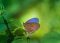 Beautiful butterflies on a natural green forest background. Royalty Free Stock Photo