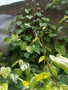 beautiful butterflies perched on leaves during the day