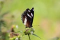 Beautiful butterflies perched Royalty Free Stock Photo