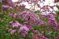 Beautiful butterflies pollinating the purple Spotted joe-pye weed plant