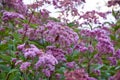 Beautiful butterflies pollinating the purple Spotted joe-pye weed plant Royalty Free Stock Photo