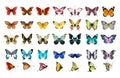 Beautiful butterflies set. Royalty Free Stock Photo